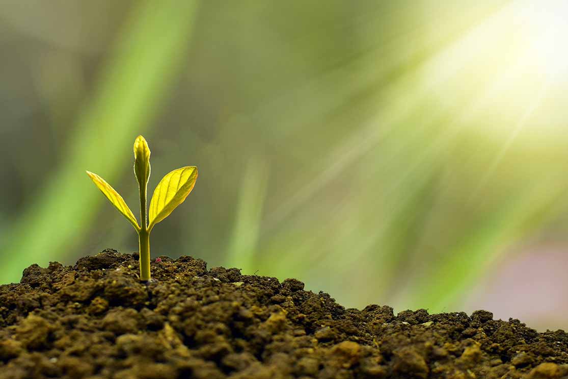 seed growing in dirt