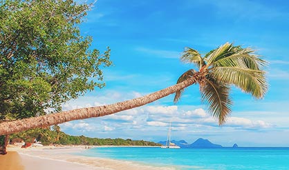 bent palm on a beach